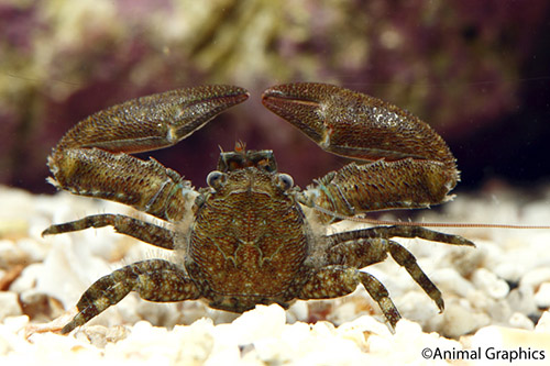 picture of Porcelain Crab Sml                                                                                   Petrolisthes sp.