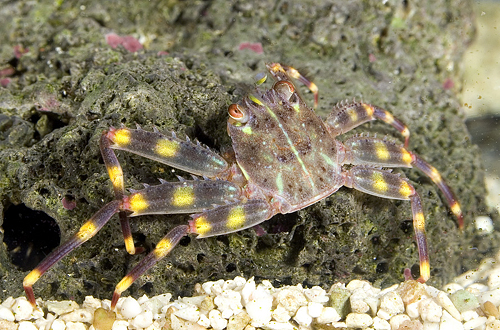 picture of Sally Lightfoot Crab Lrg                                                                             Percnon gibbesi