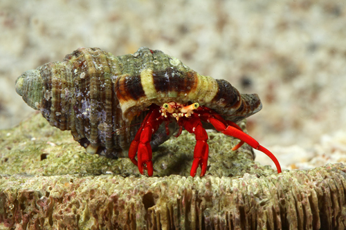 picture of Scarlet Reef Hermit Crab Med                                                                         Paguristes cadenati