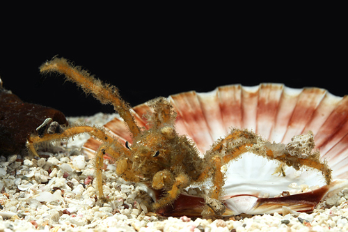 picture of Spider Crab Lrg                                                                                      Camposcia retusa