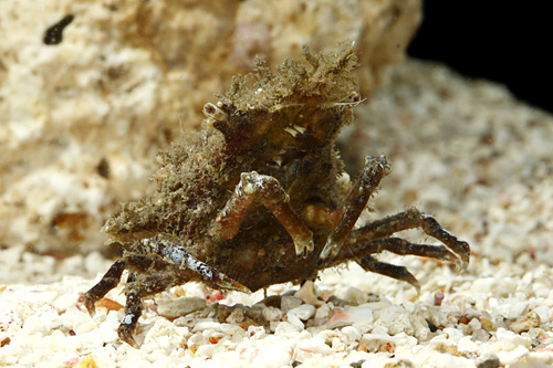 picture of Sponge Crab Lrg                                                                                      Dormia personata