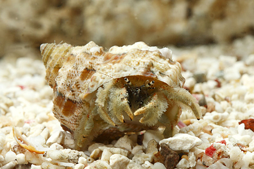 picture of Thin Stripe Hermit Crab Tny                                                                          Clibanarius vittatus