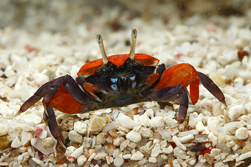 picture of Red Fiddler Crab Lrg                                                                                 Uca sp.