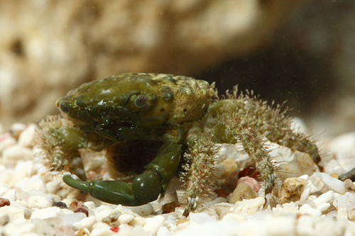 picture of Emerald Crab B Grade Sml                                                                             Mithrax sculptus