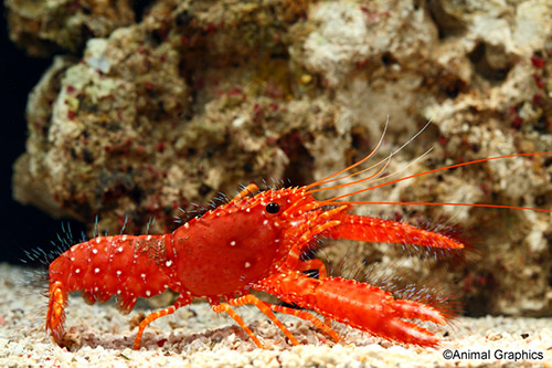picture of Red Reef Lobster Lrg                                                                                 Enoplometopus occidentalis