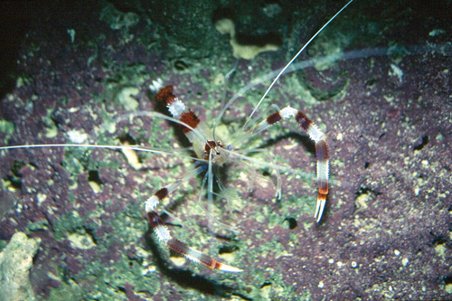 picture of Banded Coral Shrimp Sml                                                                              Stenopus hispidus