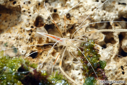 picture of Ghost Cave Shrimp Med                                                                                Stenopus pyrsonotus