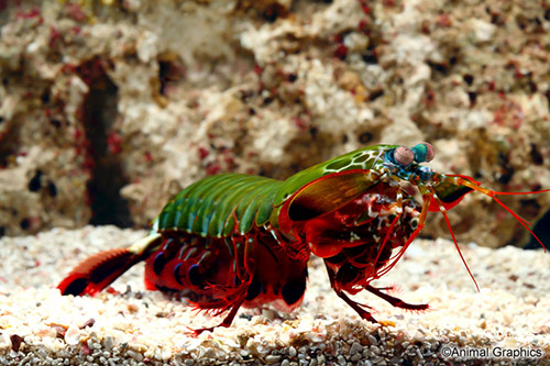 picture of Mantis Shrimp Sml                                                                                    Odontodactylus scyllarus