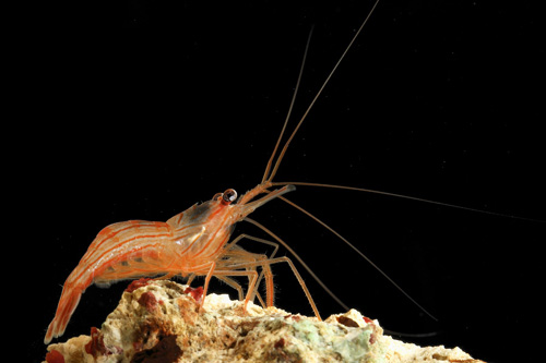 picture of Aiptasia Eating Peppermint Shrimp                                                                    Lysmata wurdemanni