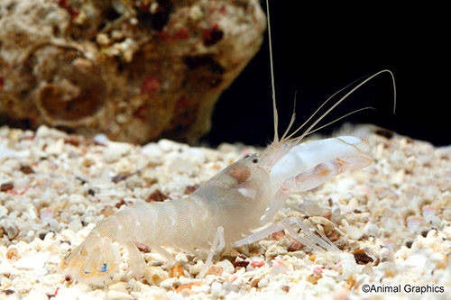 picture of Pistol Shrimp Sml                                                                                    Alpheus sp.