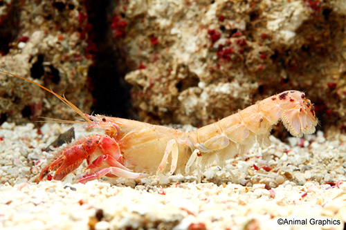 picture of Serrated Shrimp Lobster Med                                                                          Axiopsis serratifrons