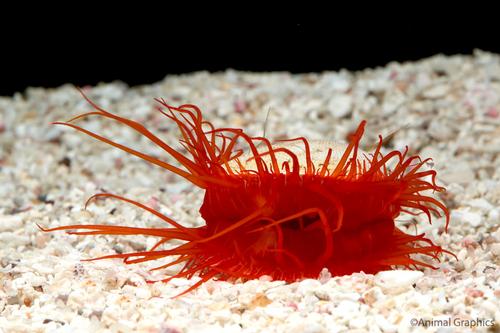 picture of Electric Flame Scallop Med                                                                           Lima scabra