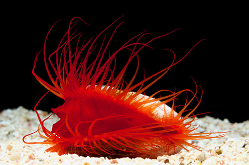 picture of Flame Scallop Med                                                                                    Lima scabra