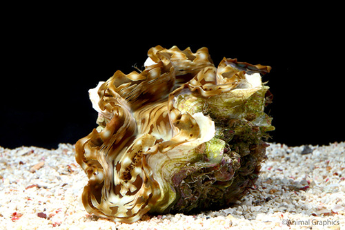 picture of Tridacna Squamosa Clam Med                                                                           Tridacna squamosa