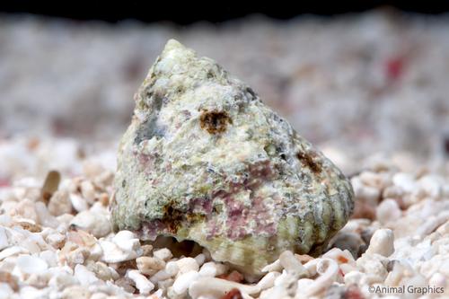 picture of Astrea Turbo Snail Atlantic Sml                                                                      Astraea sp.