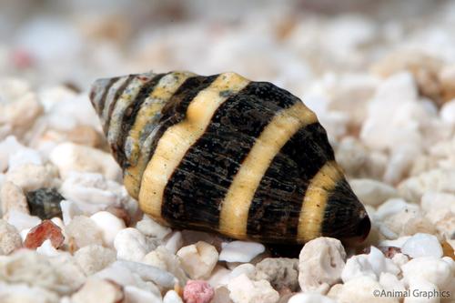 picture of Bumble Bee Snail Sml                                                                                 Pusiostoma mendicaria