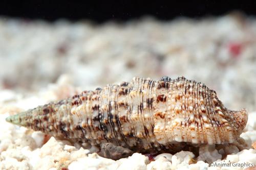 picture of Cerith Snail Sml                                                                                     Cerithium sp.