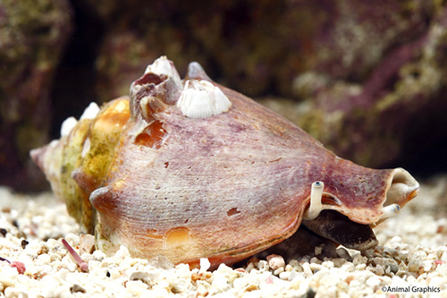 picture of Fighting Conch Sml                                                                                   Strombus alatus