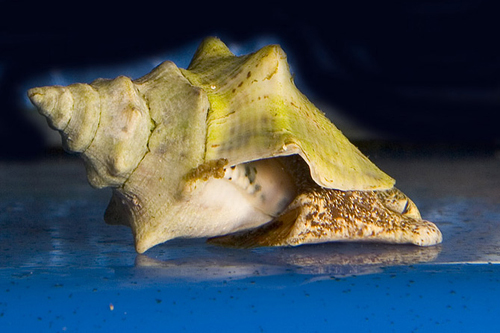 picture of Queen Conch Cultured Sml                                                                             Strombus gigas