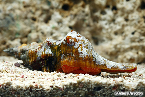 picture of Horse Conch Snail Florida Sml                                                                        Pleuroploca giganteus