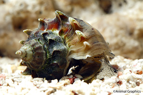 picture of Kings Crown Snail Sml                                                                                Melongena corona