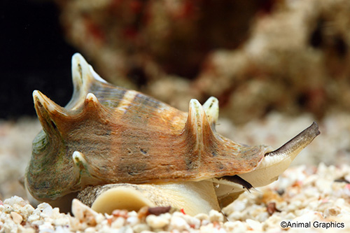 picture of West Indian Crown Snail Sml                                                                          Melongena melongena