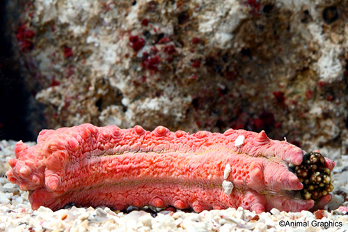 picture of Red Sea Cucumber Med                                                                                 Colochirus sp.