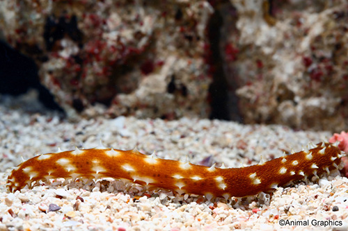 picture of Chocolate Chip Sea Cucumber Med                                                                      Bahadschia sp.