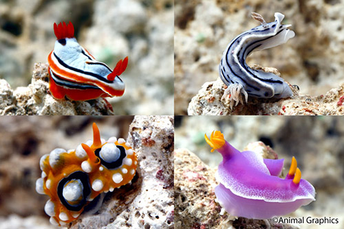 picture of Assorted Colored Nudibranch Lrg                                                                      Clade Nudipleura