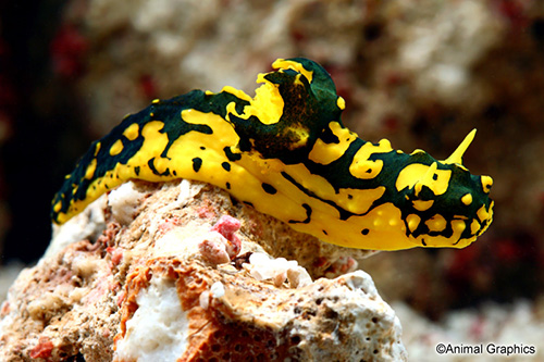 picture of Banana Sea Slug Med                                                                                  Notodoris minor