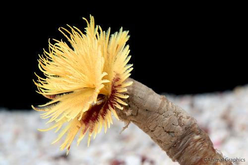 picture of Golden Yellow Feather Duster Med                                                                     Sabellastarte sp.