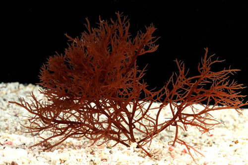 picture of Red Gracilaria Algae Piece                                                                           Gracilaria verrucosus