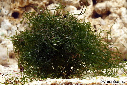 picture of Chaetomorpha Spaghetti Algae per pound                                                               Chaetomorpha sp.
