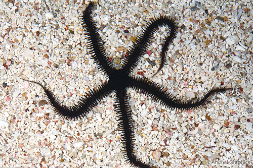 picture of Black Brittle Starfish Med                                                                           Ophiocomina nigra