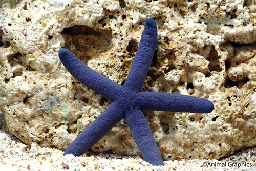 picture of Blue Linckia Starfish Sml                                                                            Linkia laevigata