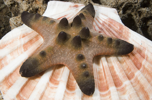 picture of Chocolate Chip Starfish Shw                                                                          Protoreaster nodosus