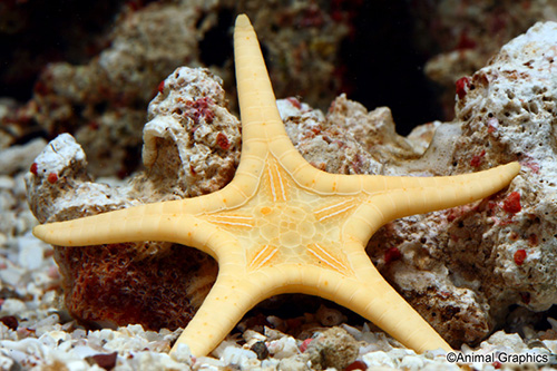 picture of Double Starfish Sml                                                                                  Iconaster longimanus