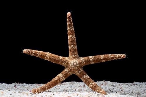 picture of Ornate Brittle Starfish Med                                                                          Ophiocomina sp.