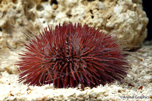 picture of Rose Pink Urchin Med                                                                                 Sphaerechinus sp.