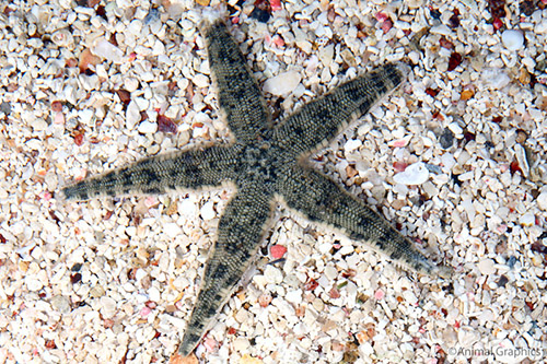 picture of Sand Starfish Sml                                                                                    Luidia alternata