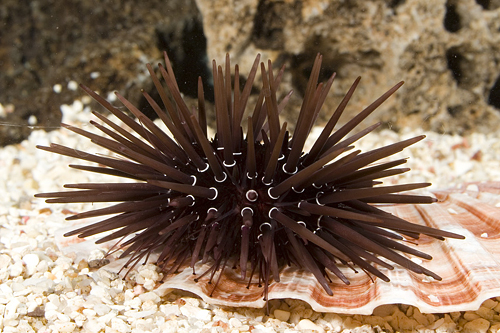 picture of Reef Sea Urchin Sml                                                                                  Echinometra viridis