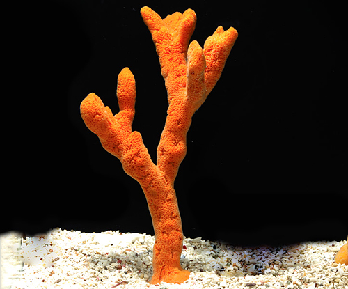 picture of Orange Tree Sponge Lrg                                                                               Ptilocaulis sp.