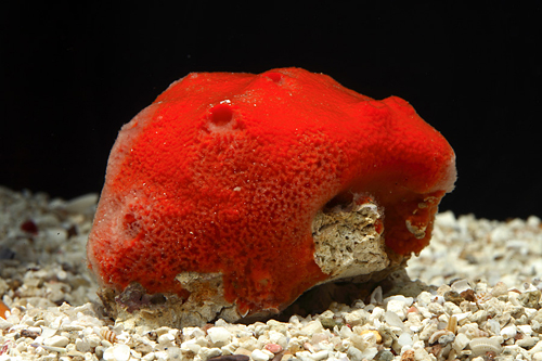 picture of Red Ball Sponge Med                                                                                  Pseudoaxinella lunaecharta