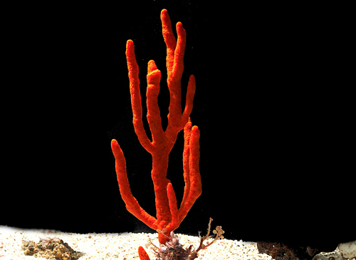 picture of Red Tree Sponge Med                                                                                  Axinella sp.