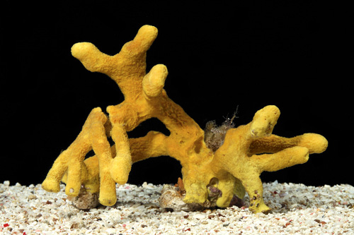 picture of Yellow Rope Sponge Lrg                                                                               Aplysina fulva