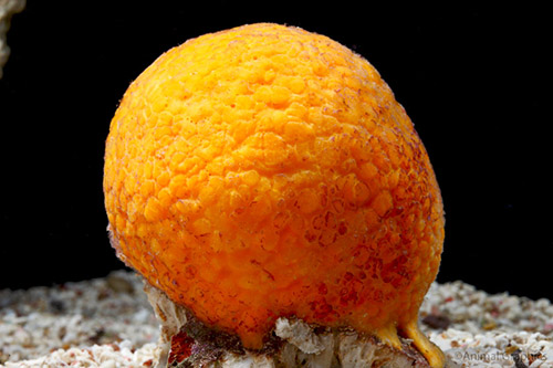 picture of Yellow Ball Sponge Med                                                                               Cinachyra alloclada