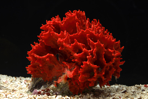 picture of Red Ridge Sponge Sml                                                                                 Porifera sp.