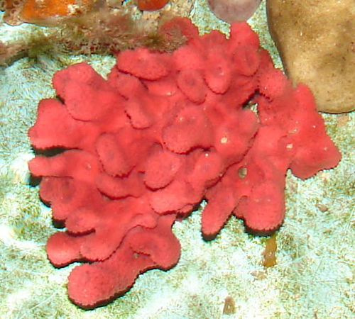 picture of Red Tube Sponge Sml                                                                                  Mycale laxissima