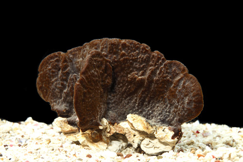 picture of Black Tunicate Sml                                                                                   Eudistoma obscuratum