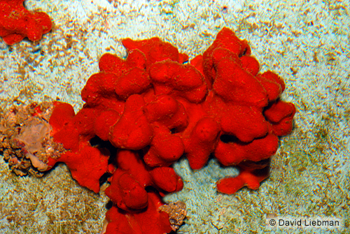 picture of Red Knob Sponge Sml                                                                                  Eudistoma obscuratum
